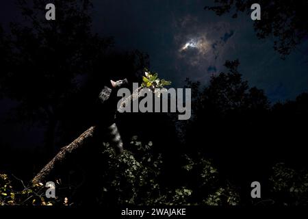 Un chat solitaire se dessine contre le ciel nocturne, regardant vers le haut la lune partiellement obscurcie par les nuages, entouré de silhouettes d'arbres sombres Banque D'Images