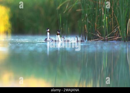 Une paire de grandes grèbes à crête avec leurs poussins, nageant au milieu des roseaux dans les eaux calmes d'un lac sur fond vert nature Banque D'Images