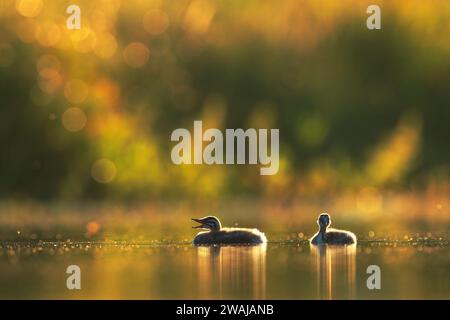 Deux poussins grèbes se prélassent dans la lueur chaude du soleil couchant, flottant paisiblement sur une surface d'eau calme qui reflète la lumière dorée de l'heure Banque D'Images