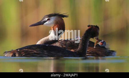 Un grand grèbe à crête nourrit son poussin au milieu d'un moment de famille tendre sur un lac ensoleillé, montrant le lien entre parent et progéniture Banque D'Images