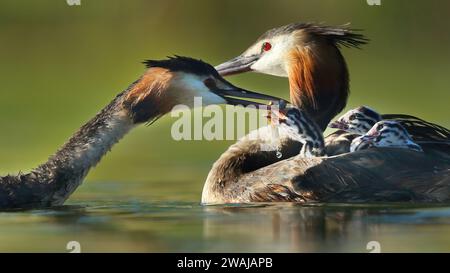 Un grand grèbe à crête nourrit son poussin au milieu d'un moment de famille tendre sur un lac ensoleillé, montrant le lien entre parent et progéniture Banque D'Images