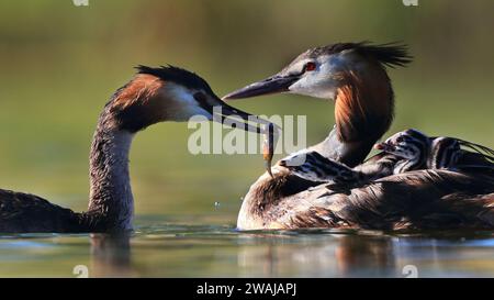 Un grand grèbe à crête nourrit son poussin au milieu d'un moment de famille tendre sur un lac ensoleillé, montrant le lien entre parent et progéniture Banque D'Images