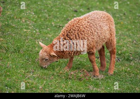 Un jeune mouton brun broute sur un pâturage verdoyant, grignotant paisiblement sur l'herbe Banque D'Images