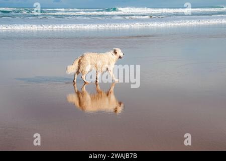 Un joyeux Golden retriever se promène le long d'une plage de sable avec son reflet dans le sable humide, les vagues s'écrasant doucement en arrière-plan Banque D'Images