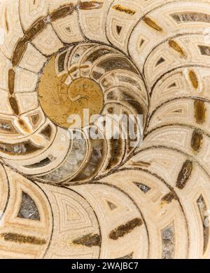 Surface intérieure d'un fossile de nautilus (Cymatoceras sp) taillé et poli datant de la fin du Jurassique (il y a environ 160 millions d'années) ; de Mada Banque D'Images