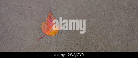 Une feuille tombée solitaire repose sur le sol en béton gris Banque D'Images