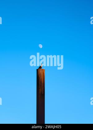 Un seul oiseau perché au sommet d'un poteau en bois sous un ciel bleu illuminé par la lune incandescente Banque D'Images