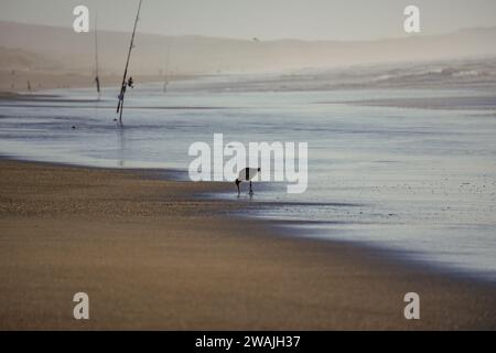 Un oiseau sur un rivage à côté d'une mer tranquille avec une canne à pêche à proximité Banque D'Images