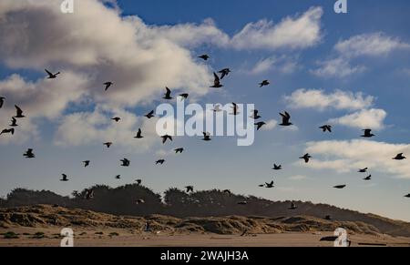 Un groupe d'oiseaux volant au-dessus de la plage de sable avec un ciel nuageux en arrière-plan Banque D'Images