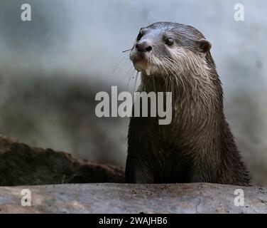 La loutre asiatique à petites griffes, également connue sous le nom de loutre orientale à petites griffes et loutre à petites griffes. Banque D'Images