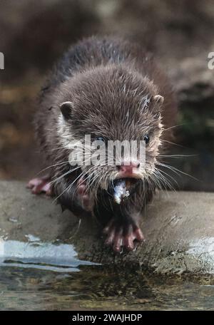 La loutre asiatique à petites griffes, également connue sous le nom de loutre orientale à petites griffes et loutre à petites griffes. Banque D'Images