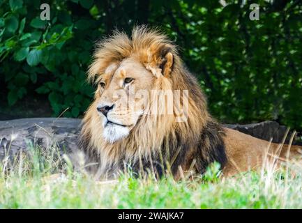 Portrait d'un lion couché dans l'herbe. Banque D'Images