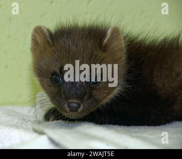 Pine Marten (Martes martes) Kit orphelin abandonné en soins. Banque D'Images