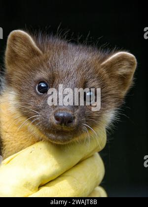 Pine Marten (Martes martes) Kit orphelin abandonné en soins. Banque D'Images