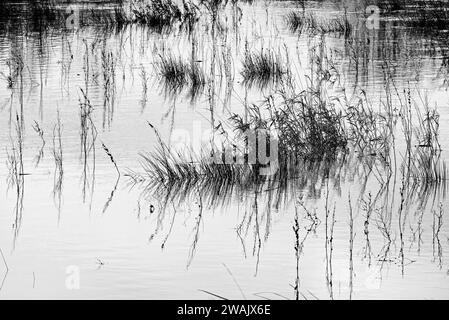 Inondation de la vallée inférieure de l'Avon à Christchurch Dorset Banque D'Images