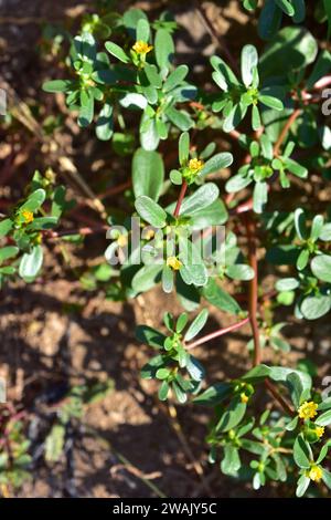 Le purslane commun ou verdolaga (Portulaca oleracea) est une plante succulente largement répandue : Europe du sud, Afrique du Nord, Inde, Malaisie, Australie...Th Banque D'Images