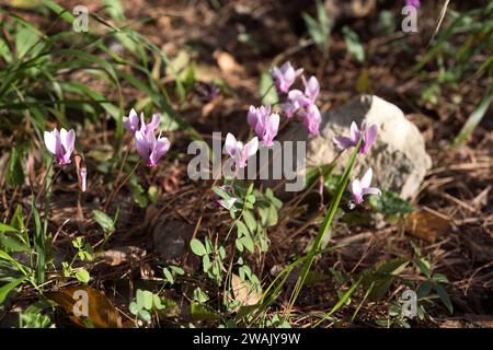 Le cyclamen violet (Cyclamen purpurascens) est une plante vivace originaire des forêts de feuillus d'Europe, de la France à la Russie. Cette photo a été prise à Krka Banque D'Images