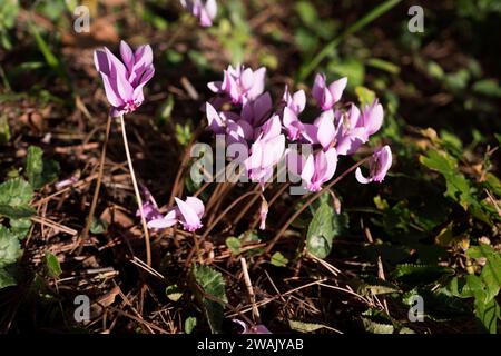 Le cyclamen violet (Cyclamen purpurascens) est une plante vivace originaire des forêts de feuillus d'Europe, de la France à la Russie. Cette photo a été prise à Krka Banque D'Images