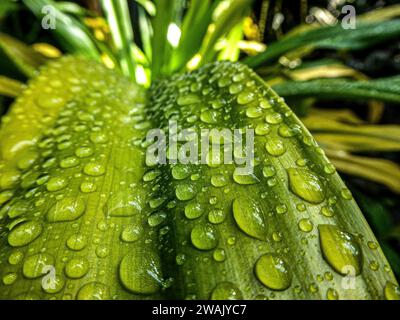 Une image en gros plan de divers feuillages verts recouverts de gouttelettes d'eau scintillantes Banque D'Images