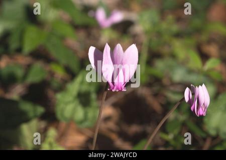 Le cyclamen violet (Cyclamen purpurascens) est une plante vivace originaire des forêts de feuillus d'Europe, de la France à la Russie. Cette photo a été prise à Krka Banque D'Images