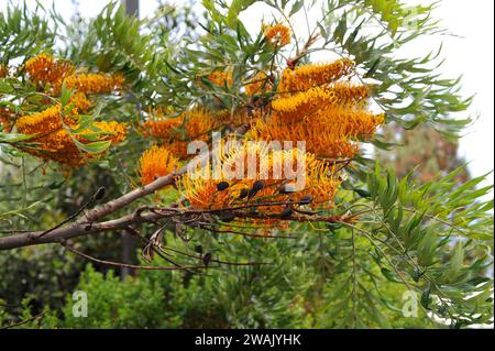 Le chêne soyeux ou le chêne argenté (Grevillea robusta) est un arbre à feuilles persistantes originaire d'Australie orientale. Inflorescences et détail fruits. Banque D'Images