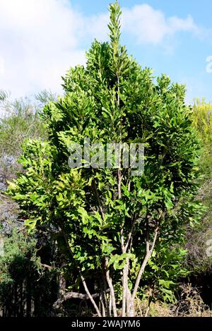 Le pompier (Stenocarpus sinuatus) est un arbre ornemental originaire de l'est de l'Australie. Banque D'Images