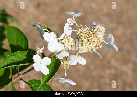 Hydrangea paniculata Dolprim/ Prim White pousse dans le jardin britannique septembre Banque D'Images