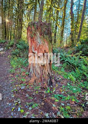 Une scène extérieure idyllique avec une souche d'arbre dans une forêt sereine Banque D'Images