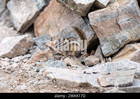 Chipmunk recherche sur une crevasse de roche. Gros plan. Banque D'Images