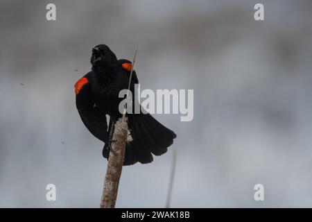 Mâle Blackbird à ailes rouges s'affichant sur les terres humides Banque D'Images