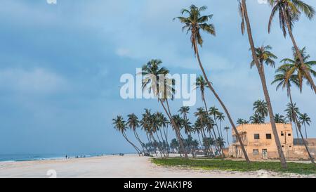 Plage de haffa , salalah- décembre 12, 2023:beaucoup de cocotiers à la magnifique plage al haffa à salalah pendant le lever du soleil, Oman, officiellement le Sultanat d'Om Banque D'Images