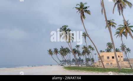 Plage de haffa , salalah- décembre 12, 2023:beaucoup de cocotiers à la magnifique plage al haffa à salalah pendant le lever du soleil, Oman, officiellement le Sultanat d'Om Banque D'Images