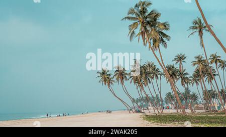 Plage de haffa , salalah- décembre 12, 2023:beaucoup de cocotiers à la magnifique plage al haffa à salalah pendant le lever du soleil, Oman, officiellement le Sultanat d'Om Banque D'Images