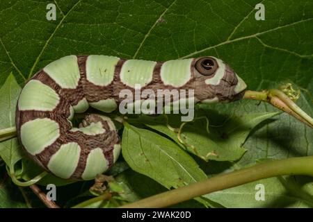 La chenille Sphinx d'Abbott - Sphecodina abbottii Banque D'Images