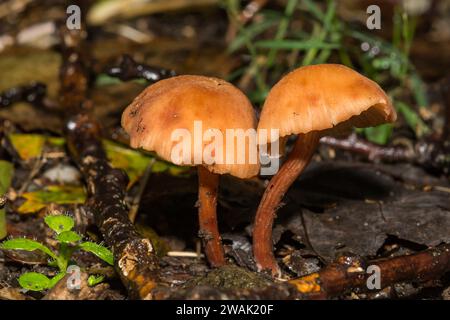 Champignon Deceiver - Laccaria laccata Banque D'Images