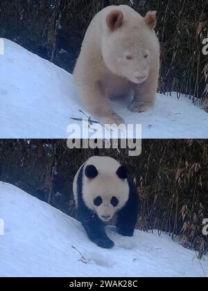 (240105) -- PÉKIN, 5 janv. 2024 (Xinhua) -- cette photo combinée prise avec une caméra infrarouge montre un panda géant tout blanc (ci-dessus) et un petit panda géant dans la réserve naturelle nationale de Wolong dans la province du Sichuan au sud-ouest de la Chine, le 27 mai 2023. (Réserve naturelle nationale de Wolong/document via Xinhua) Banque D'Images