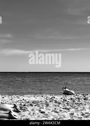 Une échelle de gris d'un chien sur la plage de Cala Nova, Ibiza, Espagne Banque D'Images