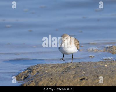 Un Sandpiper à gros bec marchant dans l'eau, matin ensoleillé au printemps, Camargue (France) Banque D'Images