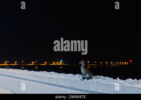 À la jetée de Kolobrzeg, « Marian », une sculpture de mouette, se dresse gracieusement au milieu de l'enchantement d'une nuit d'hiver. Banque D'Images