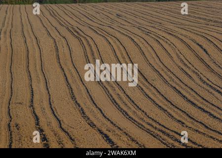 Champs de terre noire pour les rangées labourées, plantées et hilling. Texture au sol. Banque D'Images