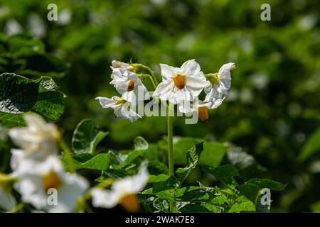 les fleurs de pomme de terre sont blanches, flou de fond le jardin des conditions de croissance naturelles. Banque D'Images