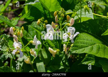 Plantes du haricot avec des fleurs et de jeunes gousses mûrissantes sur une plantation, vue du fond. Banque D'Images