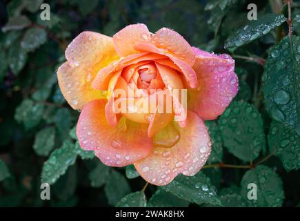 La rose orange jaune a attrapé les gouttes de pluie à la fin de l'été après une forte pluie Banque D'Images