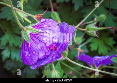 Fleurs violettes de rozanne géranium attrapé des gouttes de pluie Banque D'Images