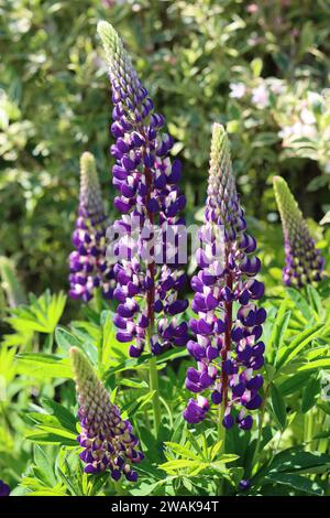 Groupe de lupins violets et blancs, dans un jardin au soleil Banque D'Images