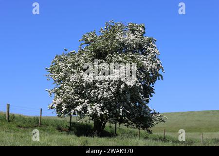 Un seul aubépine couvert de fleurs blanches de mai, dans une prairie verte contre un ciel bleu Banque D'Images