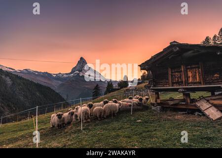 Belle vue sur la montagne Matterhorn avec des moutons Valais blacknose sur la colline dans la scène rurale, Alpes suisses au coucher du soleil à Findeln, Suisse Banque D'Images