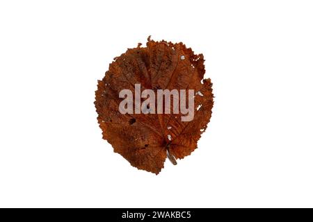 Beauté fugace : feuilles brunes sur fond blanc - symbolique de la transition. Banque D'Images