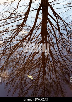 Reflets d'arbres d'hiver à Ripon Canal Ripon North Yorkshire Angleterre Banque D'Images