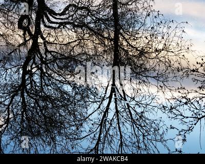 Reflets d'arbres d'hiver à Ripon Canal Ripon North Yorkshire Angleterre Banque D'Images